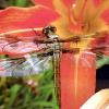 HONORABLE MENTION

Baby Dragonfly by Kasey Hagens