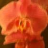Orchid - Nick Bocher
Photography $75