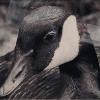 Bill Dembowski 'Canadian Goose' photography
