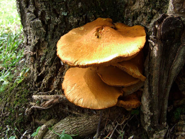 Healthy Fungi