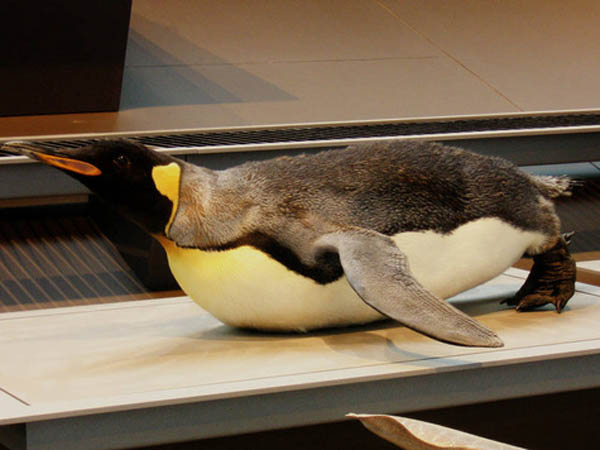 Penguin Laying About