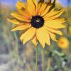H1-Front Range Sunflower by Brandon Hirt