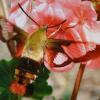 Colleen Schellhammer 'Hummingbird Moth'