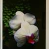 Sherrill Begres 'Longwood Orchid'