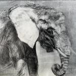 Jaime Helbig
'Elephant at the Zoo'
Charcoal on paper
22”x 15”
$350
Award winner