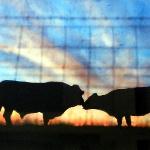 Jim Richey - Kissing Cows
Digital photograph
$150