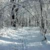 Snowy Trail - Bennett Vaughn