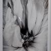 Judy Crookston 'Floral' photography $175