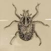 Nellie Sepp 'Bug Study' graphite $100