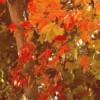 "Autumn Palette", Diane Safko; Photography - $125
