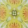 Judith Crookston - Yellow Lily 1, photography on canvas