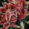 Larry Mallory - Ruby Red Lily,  watercolor
Dan Helsel award