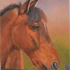 Donna Whitford Housel _ Pastel _ Just A Horse