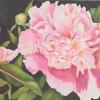 Jeanne Wagle _ Pretty in Pink _ Watercolor
