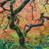 Ken Robb
Japanese Garden Maple
Photography
$495 
