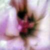 "Pink Explosion"
Inkjet photograph on watercolor paper
$150 
by Judith Crookston
