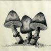 Theresa Walters-  three mushrooms