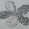 MARIANNE KRIZNER - OYSTER STAR - pencil - $125