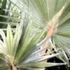 Diane M. Safko - Picturesque Palms - Digitally painted photograph - $225