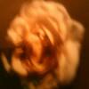 The Rose - Mark Eash
Photography $30