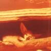 Larry Mallory - Sleeping Fennec - photography - $30
