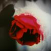 MARK EASH 'ROSE IN SNOW'  photography  $80