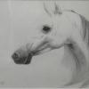 Chris Mahla - Ghost Stallion - graphite - $190