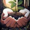 The Seedling by Alan Rauch
