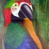 Parrot by Katelyn Marsh