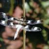 Spotted Dragon Fly, Photography, $90
by Kasey Hagens