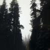 Vancouver Island Old Growth Forest, Photography, $45
by Tira Thompson