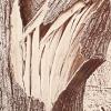 Bill Dembowski, Splintered Tree, photography - $200