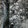 Diane M. Safko	"Winterscape"	Epson Digital Print	$125 
